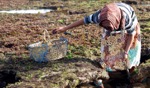 Harvesting seaweed / Moulay