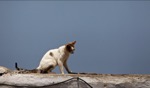 Cat / Essaouira