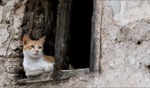 On the watch… / Essaouira
