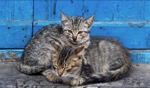 Cats / Essaouira
