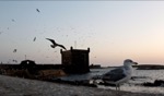 Birds… / Essaouira